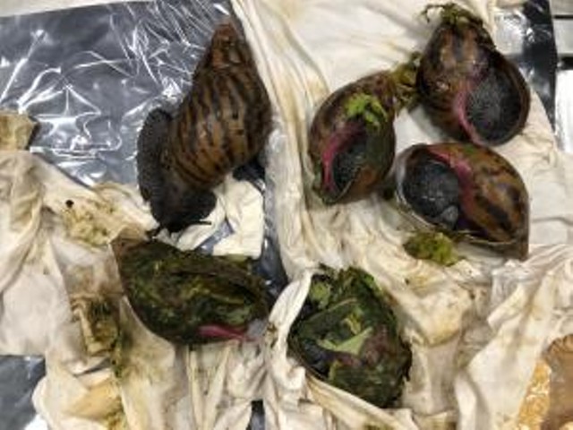 These Giant African snails were found inside luggage at Detroit Metropolitan Airport.