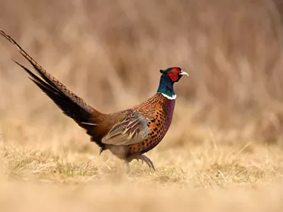 Image: How the ring-necked pheasant turned Detroit from the ‘Motor City’ to ‘Bird City’