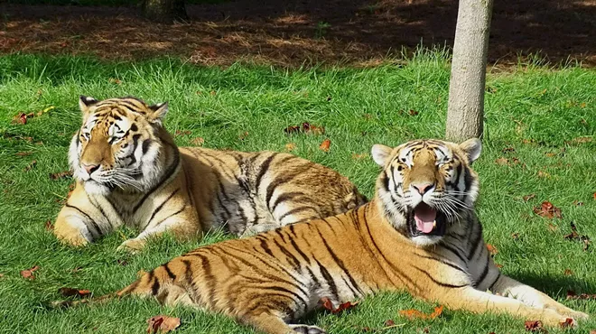 Image: Detroit Zoo ramps up precautionary measures for its big cats after Bronx Zoo tiger diagnosed with coronavirus