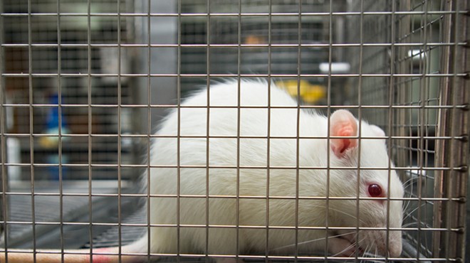 University of Michigan researchers are accused of falsifying or fabricated data from experiments with rats.
