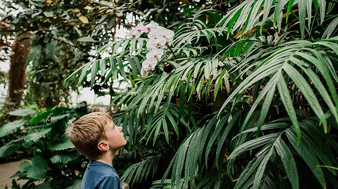 Image: Thousands of tropical butterflies are coming to Meijer Gardens (2)