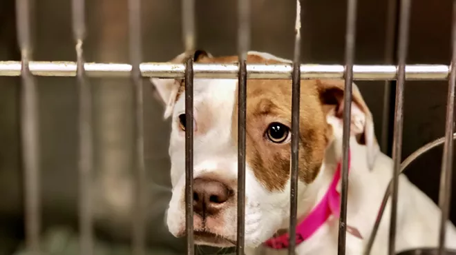 One of dozens of dogs at the Detroit Animal Care and Control shelter.