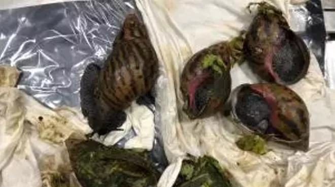 These Giant African snails were found inside luggage at Detroit Metropolitan Airport.