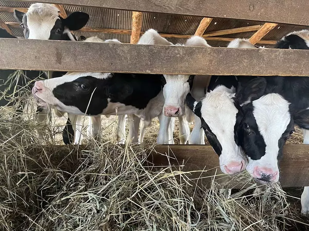 A group of Holstein cows jostle for hay at the farm run by Laurie Stanek and her family. June 3, 2024.