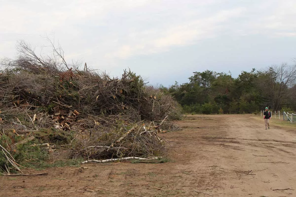 Image: Lindsey Walker, with Emmet County Recycling, walks around one of the county's debris drop-off sites on April 25, 2025