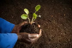 Of Candidates and Collard Greens