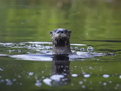 Image: Otter spotted in the Detroit River, a hopeful sign (2)