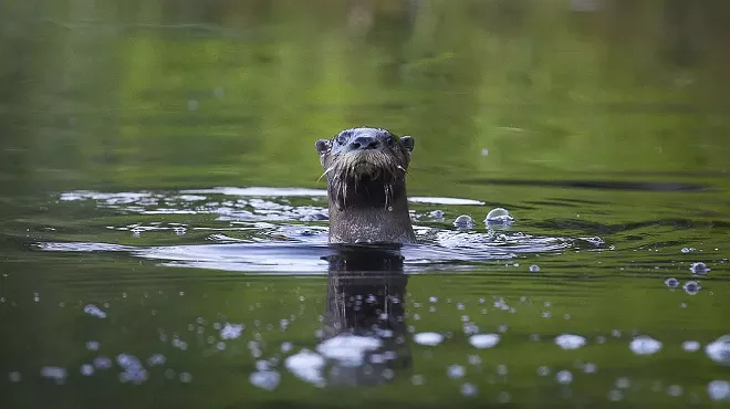 Image: Otter spotted in the Detroit River, a hopeful sign (2)