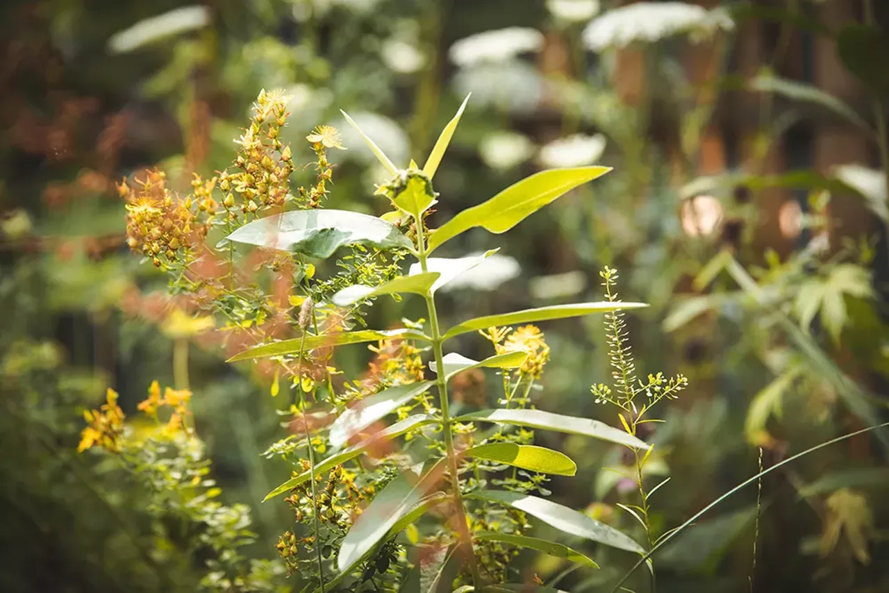 Image: Photos from an‘Herbal Walk &amp; Talk’ tour in Detroit and an herbal medicine class in Hamtramck