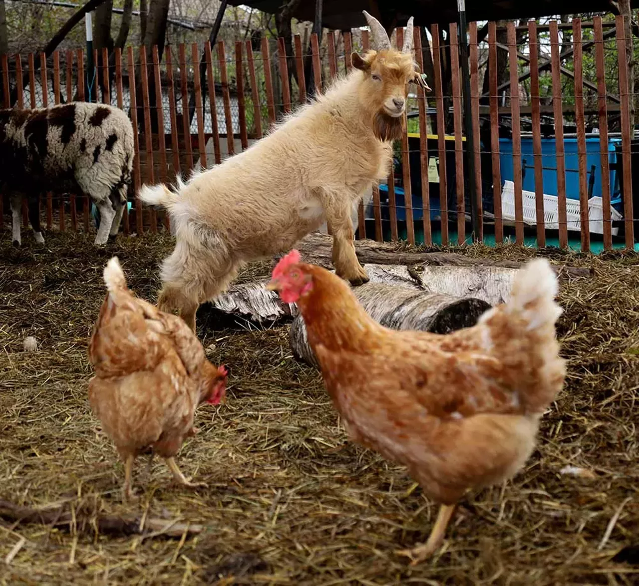 Image: Photos from Detroit Farm and Cider