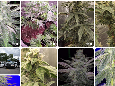 A prankster posted nearly 25 videos of marijuana plants with glistening buds on the Taylor Police Department's website.