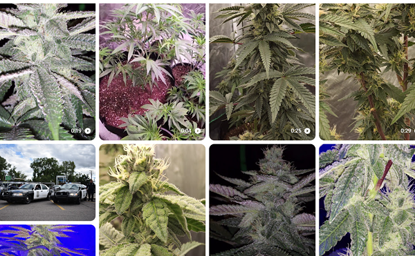 A prankster posted nearly 25 videos of marijuana plants with glistening buds on the Taylor Police Department's website.