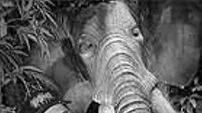 Image: Rainforest Cafe