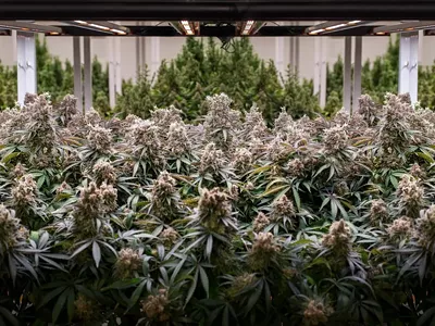 The general manager of 305 Farms sold $269,000 of product from a commercial cannabis-growing operation like the one pictured here.