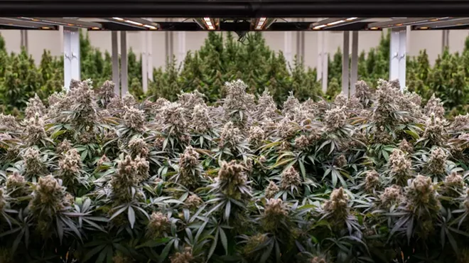 The general manager of 305 Farms sold $269,000 of product from a commercial cannabis-growing operation like the one pictured here.