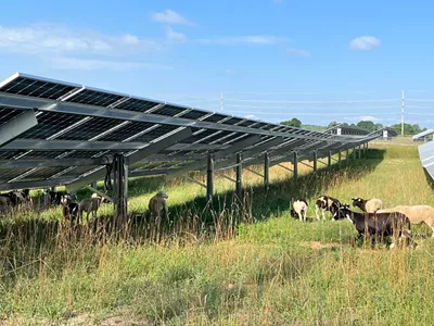 Image: ‘Solar grazing’ is a way for farmers and solar companies to use land. But there are challenges.
