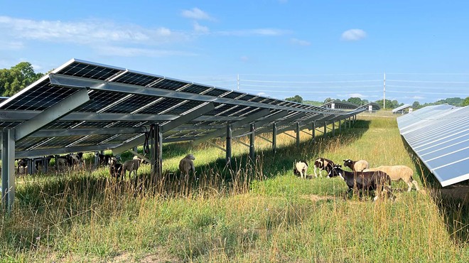 ‘Solar grazing’ is a way for farmers and solar companies to use land. But there are challenges.
