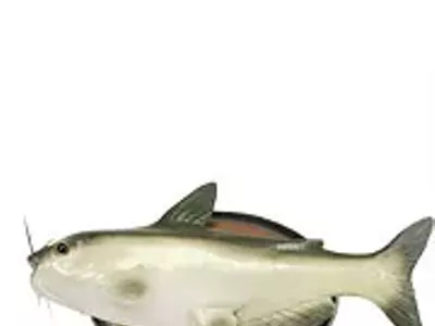 Image: Something fishy