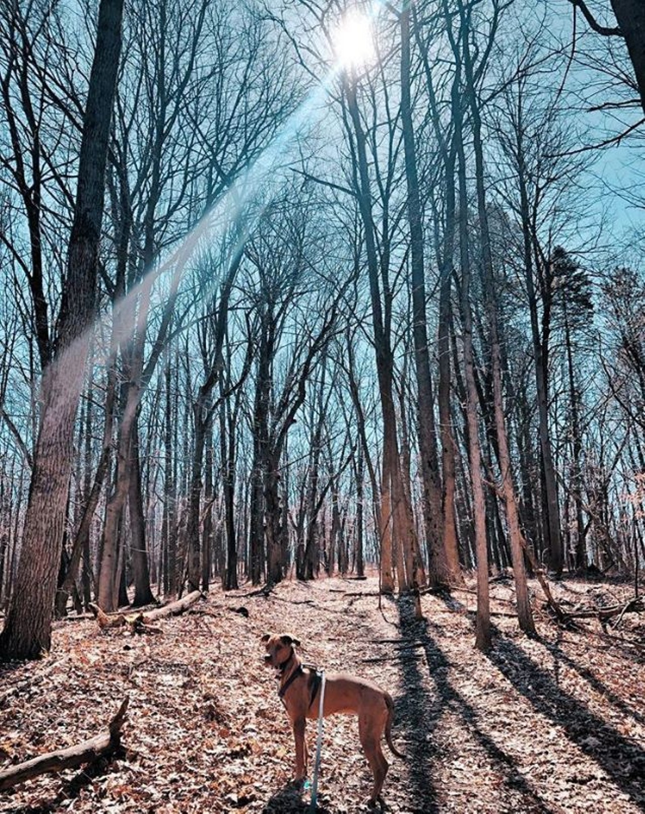 Bird Hills Trail
Ann Arbor
Ann Arbor's largest park and maybe the most densely forested. It's a hilly trail with plenty of wonderful views, and a serene getaway from the city.
Photo via Instagram user @deanna_lynnn