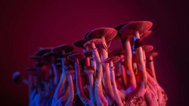 Support for psilocybin mushrooms and other entheogenic plants is on the rise.