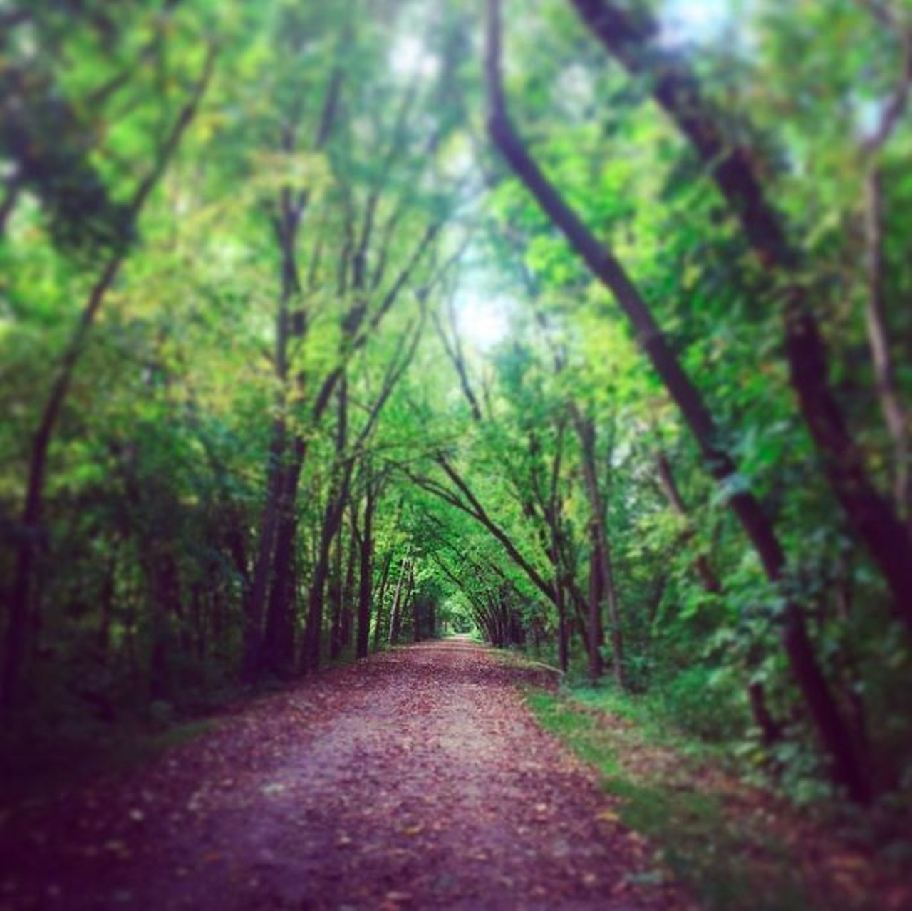 West Bloomfield Trail
This mostly unpaved trail stretches from Orchard Lake Road to Haggerty Road. With over 7 miles of trail, this is the perfect place to go for a long run. You will come across nature preserves and scenic overlooks, which makes this a great getaway from city running. 
Photo via IG user @chelsea.jolly