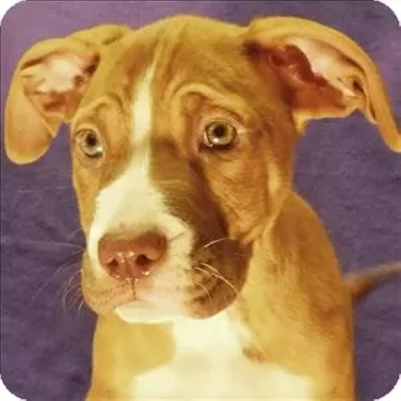 Dale Visit michiganhumane.org to find your nearest branch.