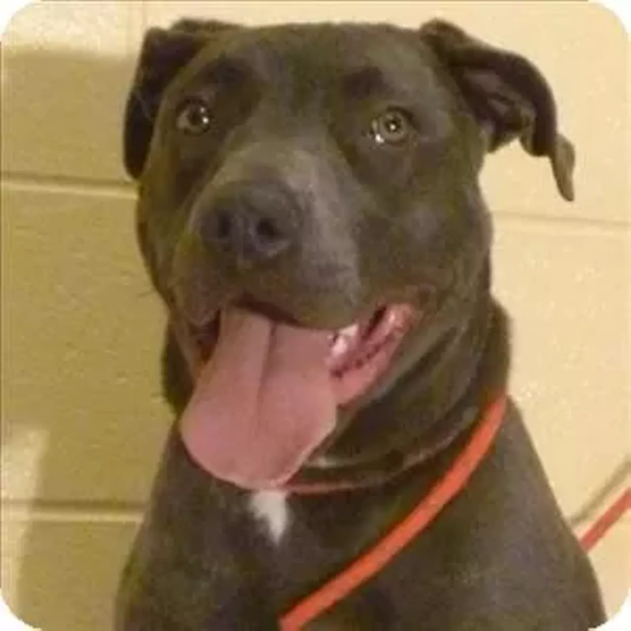 Dusty Rose Visit michiganhumane.org to find your nearest branch.