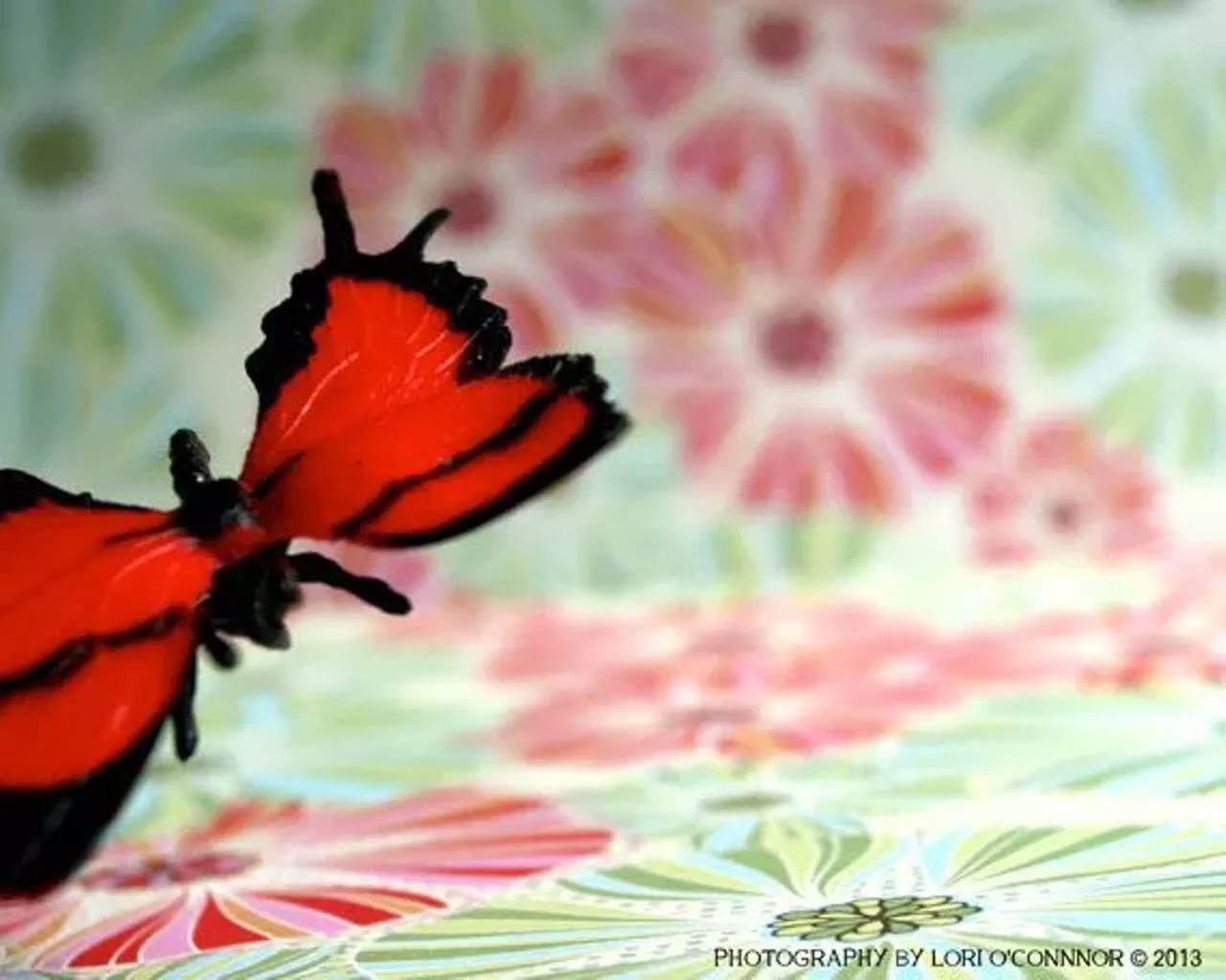 Image: The Artwork of Lori O’Connor
