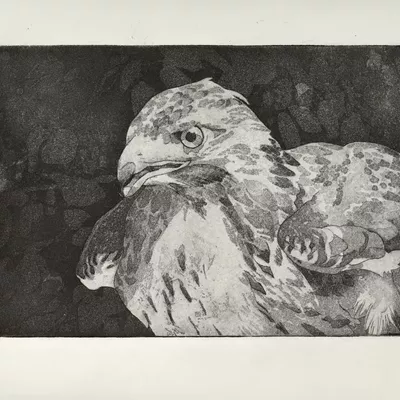 intaglio by Sarah Zagcki click here to read the studio visit