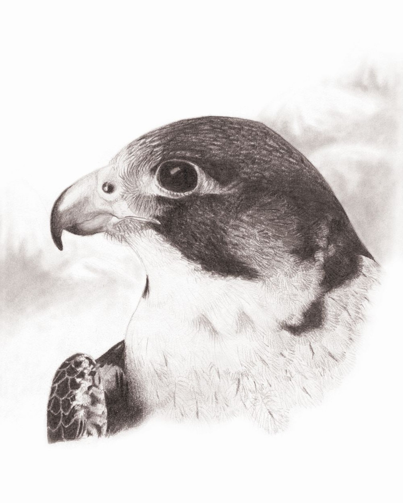 peregrine falcon by Sarah Zagcki  click here to read the studio visit