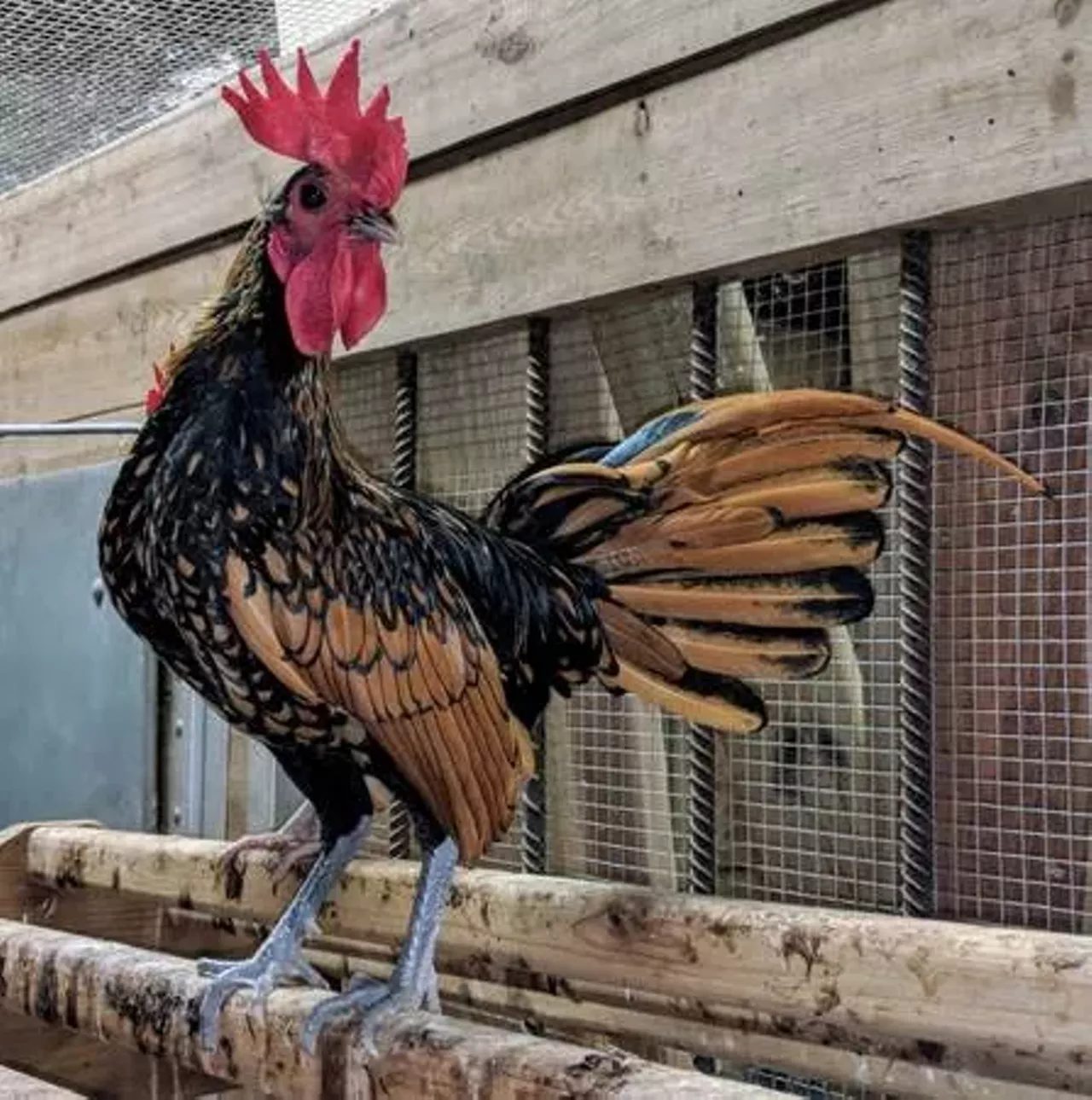 Rooster-bantam ($10) Omelet stans to the front. Photo via Craigslist