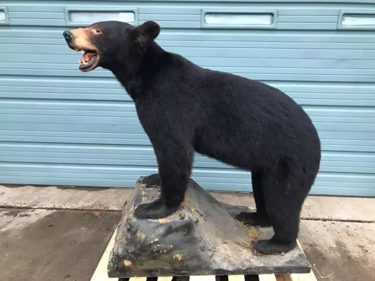 Full Mount Michigan Black Bear ($750) Imagine being a burglar and seeing this in the middle of your break-in. Photo via Ryan / Craigslist