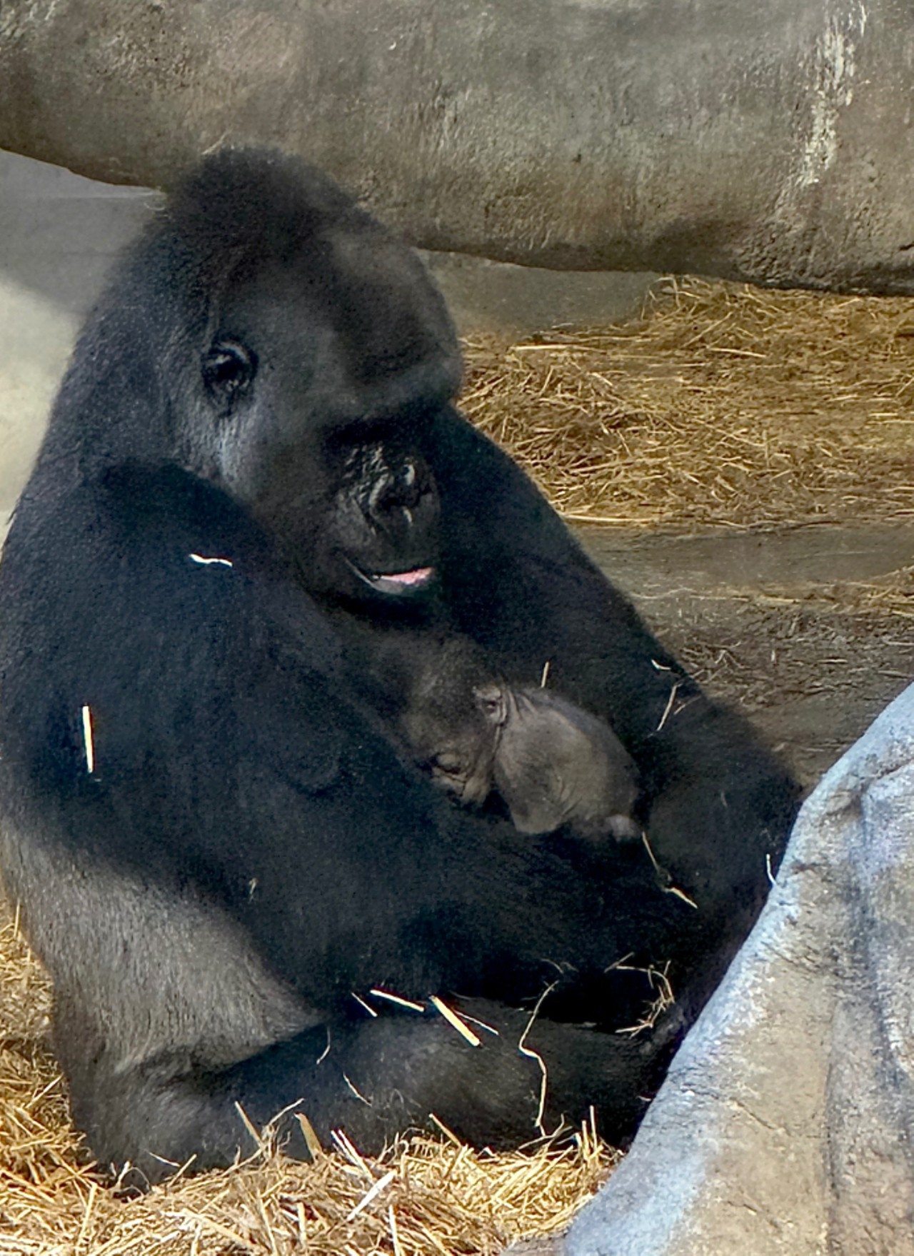 The Detroit Zoo just welcomed its first-ever baby gorilla and it's the cutest thing ever