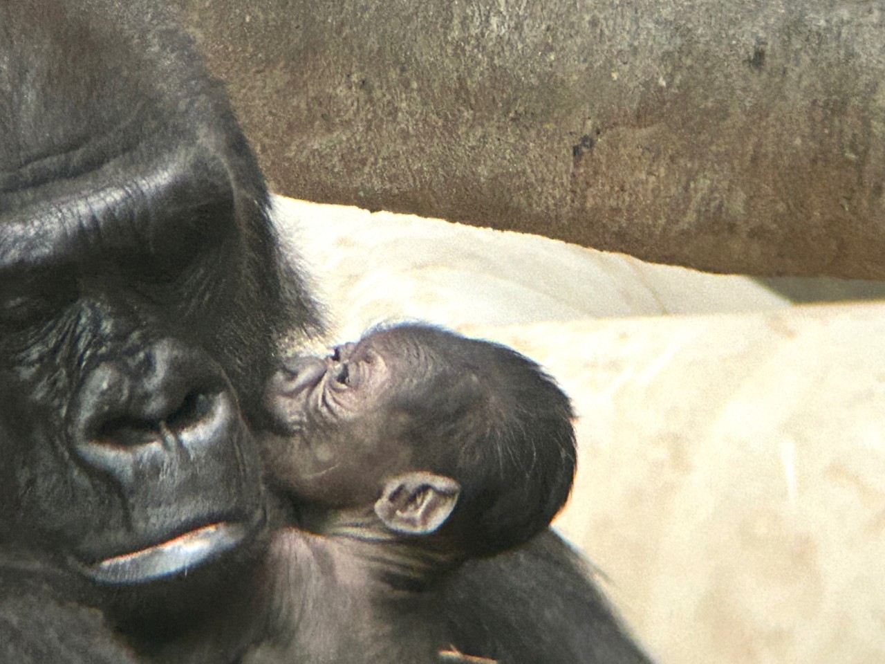 The Detroit Zoo just welcomed its first-ever baby gorilla and it's the cutest thing ever