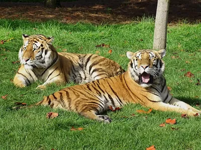 Image: The Detroit Zoo reopens for members with capacity limits