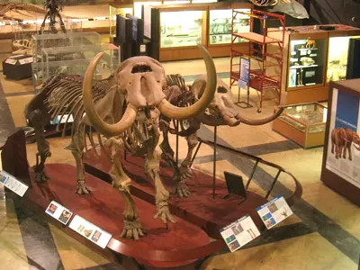 Image: The mastodon is one step closer to becoming U.S. first-ever national fossil (2)