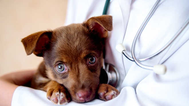 Dozens of dogs have died of parvovirus in central and northern Michigan in the past month.
