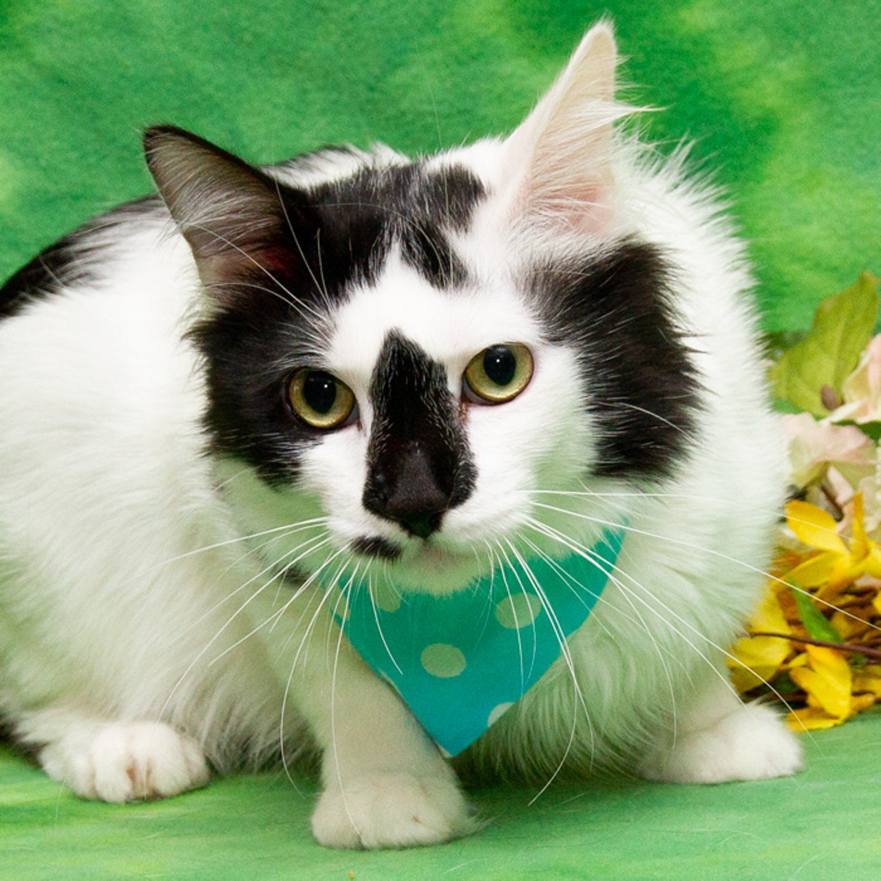 NAME: Fluff 
GENDER:  Male
BREED:  Domestic Longhair
AGE:  3 years, 1 month
WEIGHT:  9 pounds
SPECIAL CONSIDERATIONS:  Fluff and all other cats four months and older are free through August 31.
REASON I CAME TO MHS:  Agency transfer
LOCATION:  Premier Pet Supply of Novi
ID NUMBER:  871323