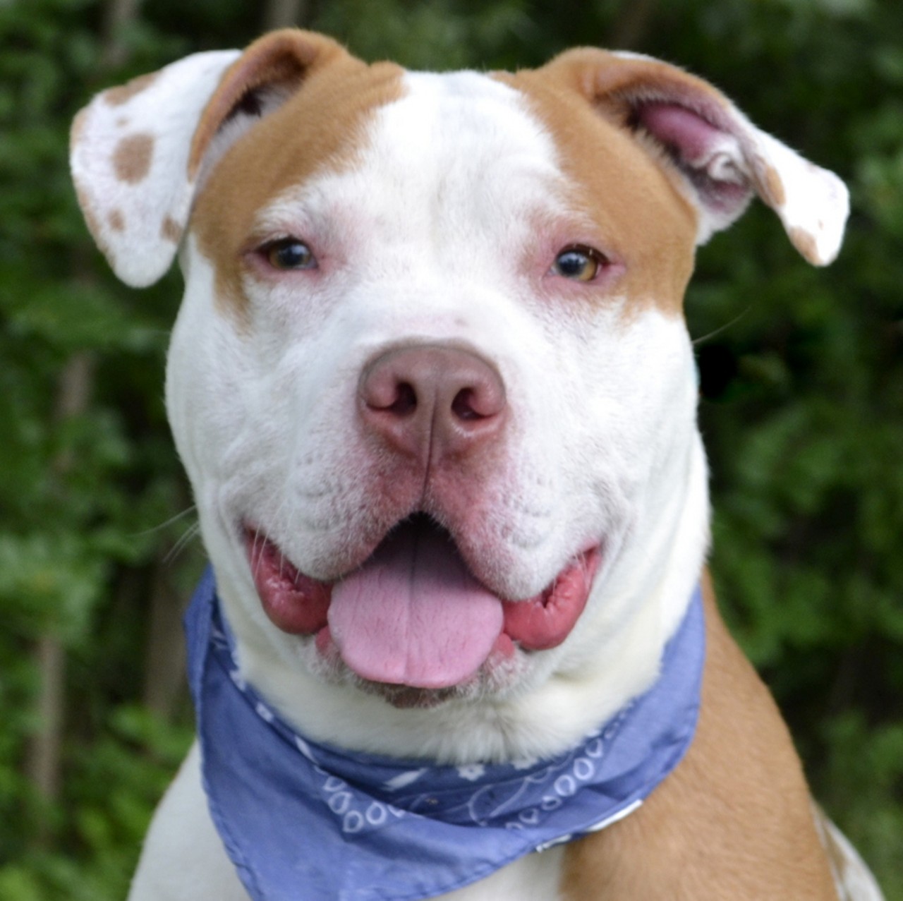 NAME: Jackson 
GENDER:  Male
BREED:  Pit Bull
AGE:  1 year, 7 months
WEIGHT:  53 pounds
SPECIAL CONSIDERATIONS:  None
REASON I CAME TO MHS:  Agency transfer
LOCATION:  Berman Center for Animal Care in Westland
ID NUMBER:  870831