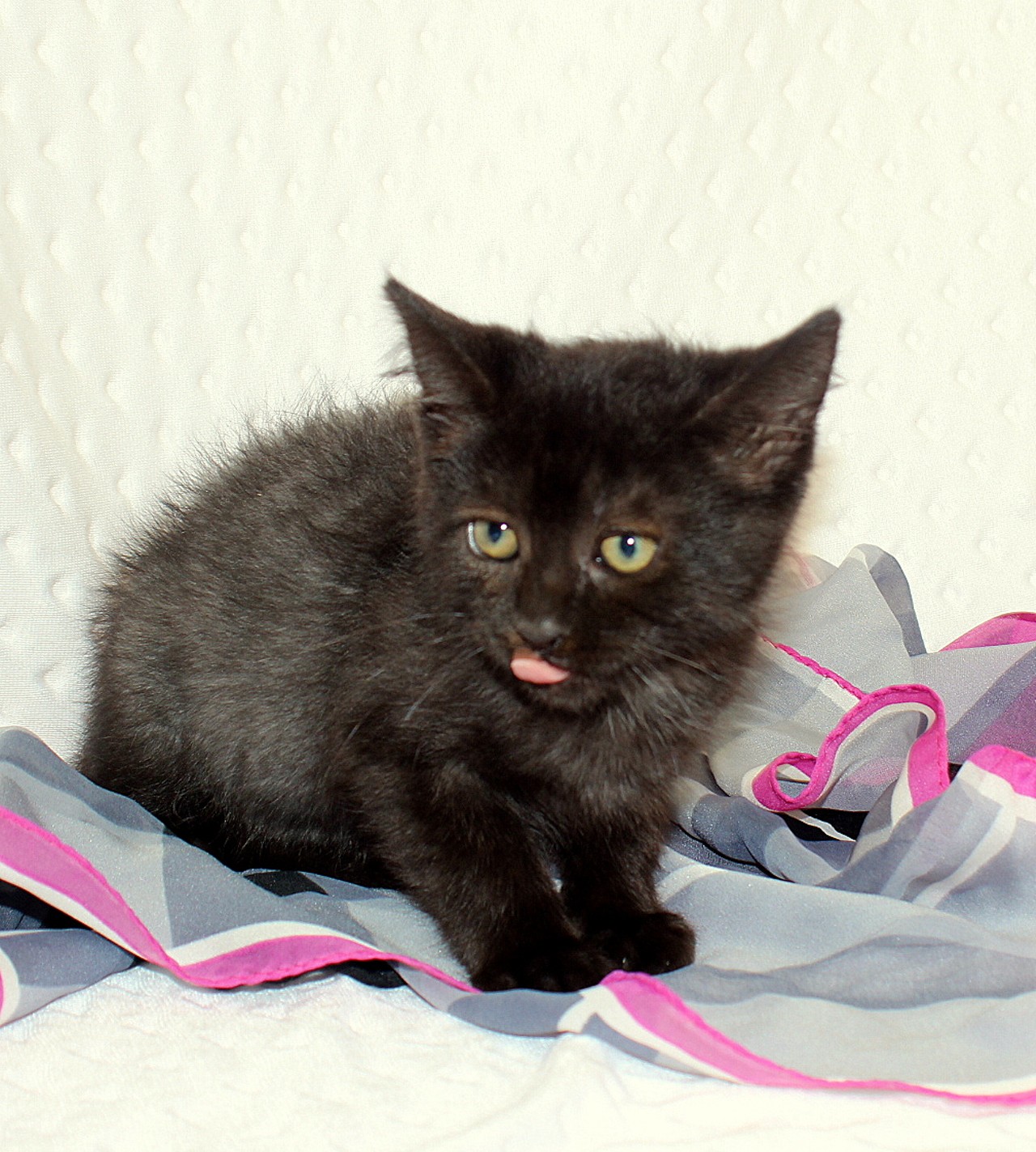 NAME: Annabelle 
GENDER:  Female
BREED:  Domestic Short Hair
AGE:  10 weeks
WEIGHT:  2.5 pounds
SPECIAL CONSIDERATIONS:  None
REASON I CAME TO MHS:  Homeless in Hamtramck
LOCATION:  PetSmart of Roseville
ID NUMBER:  870822