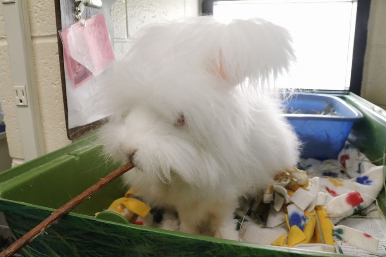 NAME: Snowball
GENDER:  Male
BREED:  Angora
AGE:  1 year, 1 month
WEIGHT:  5 pounds
SPECIAL CONSIDERATIONS:  Angora rabbits like Snowball require daily grooming.
REASON I CAME TO MHS:  Owner surrender
LOCATION:  Rochester Hills Center for Animal Care
ID NUMBER:  871553