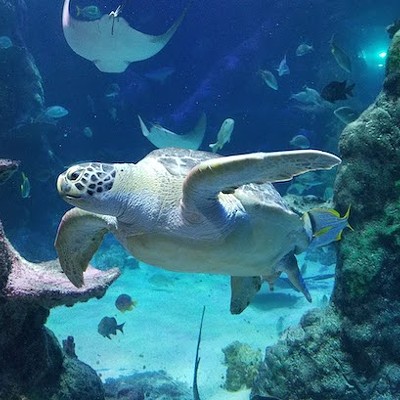 Sea Life Aquarium    4316 Baldwin Rd., Auburn Hills; 248-409-6001; visitsealife.com        Sebastian did his best to try to keep Ariel under the sea, and the SEA LIFE Aquarium offers you the chance to see what he was talking about. It&#146;s Michigan&#146;s largest aquarium, with 2,000 aquatic creatures including sharks, stingrays, and sea turtles.             Photo via SEA LIFE Aquarium/Facebook