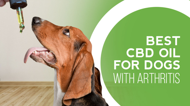 Image: Top 6 Best CBD Oil for Dogs with Arthritis in 2024 (4)