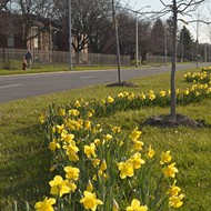 Spring is finally here, and Detroit has the daffodils to prove it