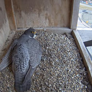 Happy Spring — you can now watch rare peregrine falcons nesting in the Detroit Zoo water tower