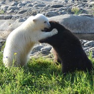 Grizzly and polar bear cubs are now best buds at the Detroit Zoo