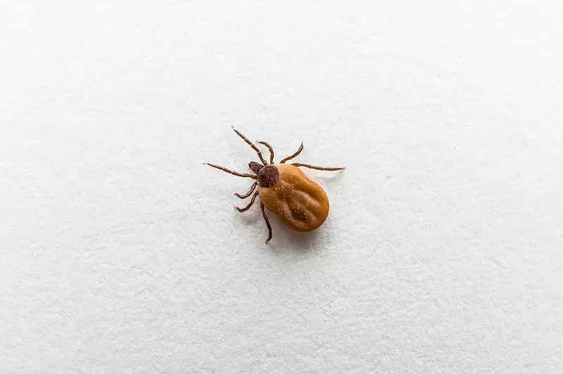 A blood-filled tick. - Shutterstock