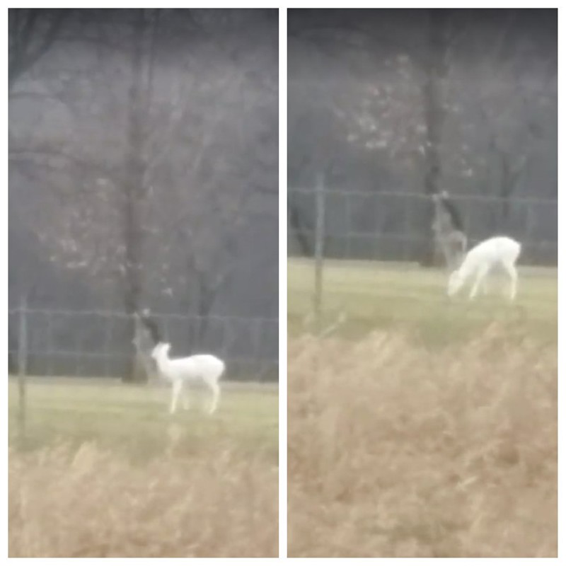 Video captures rare all-white deer spotted in Milford