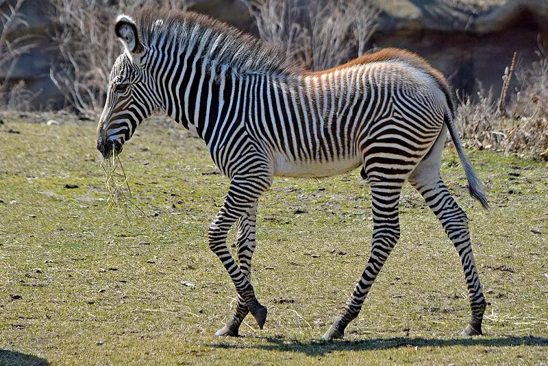 This little guy's number two might make it into your bucket of Detroit Zoo Poo. - Detroit Zoo