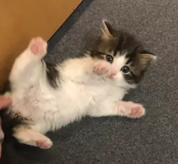 A contender for Troy PD's new Feline Unit. - Jerilyn Jordan